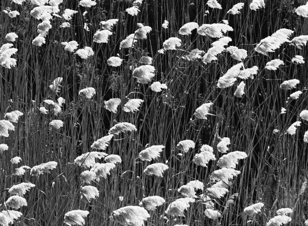 black & white, monochrome, reeds