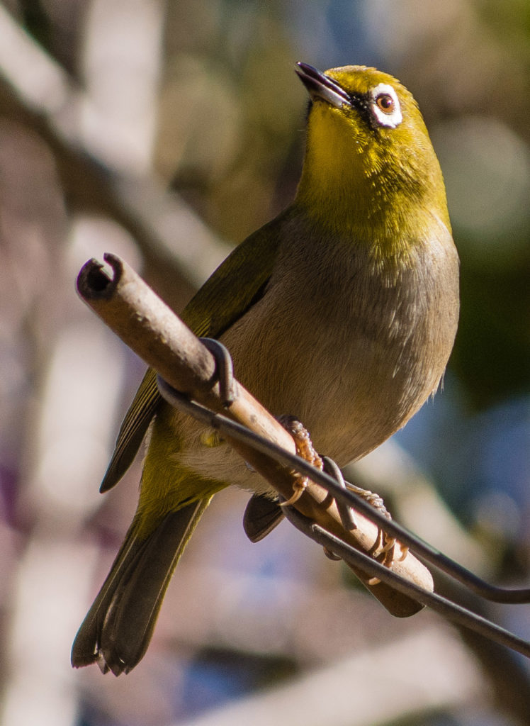 Cape Whiteeye, bird, feeder, feeding bottle
