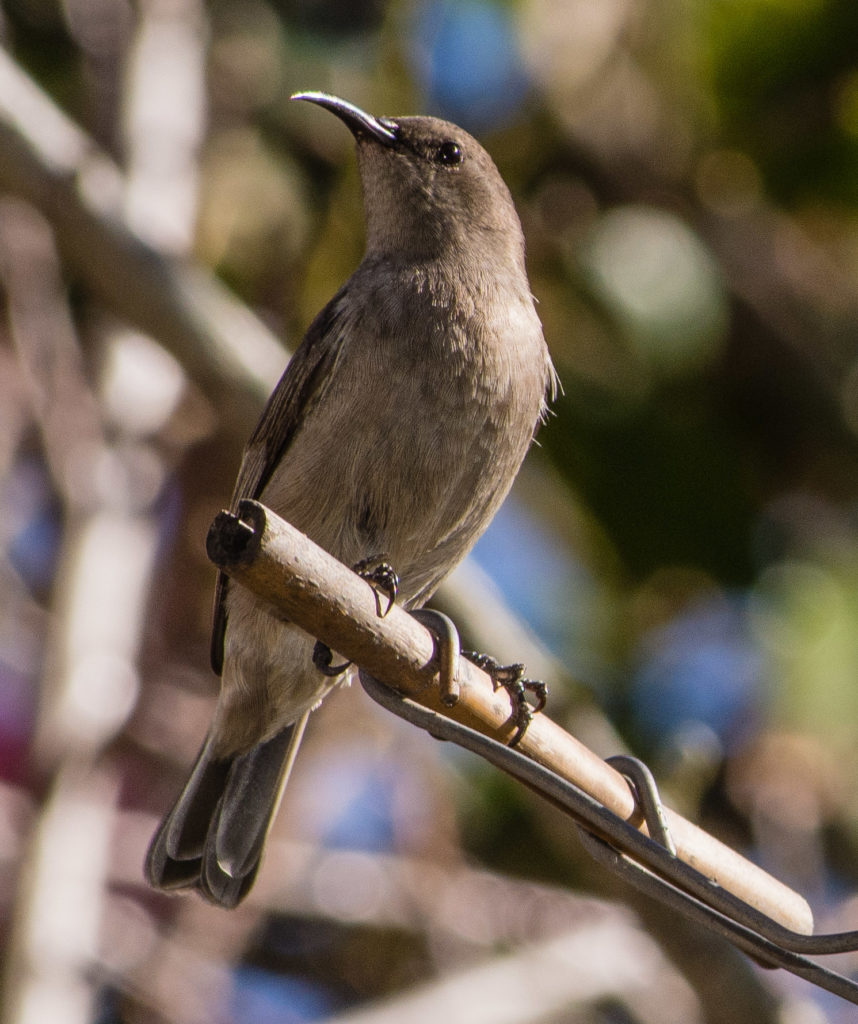 Southern double-collared sunbird, Sunbird, bird, feeder, feeding bottle, female