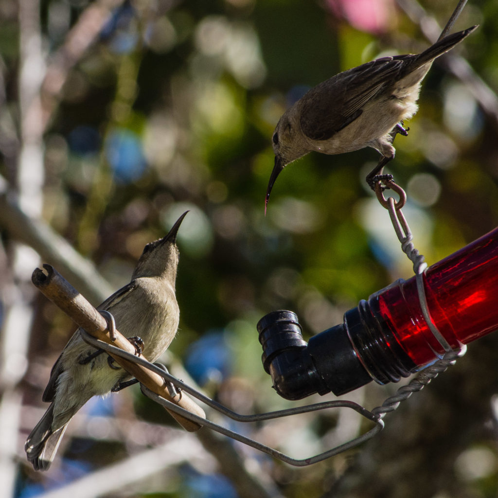 Southern double-collared sunbird, Sunbird, bird, feeder, feeding bottle, female, pair