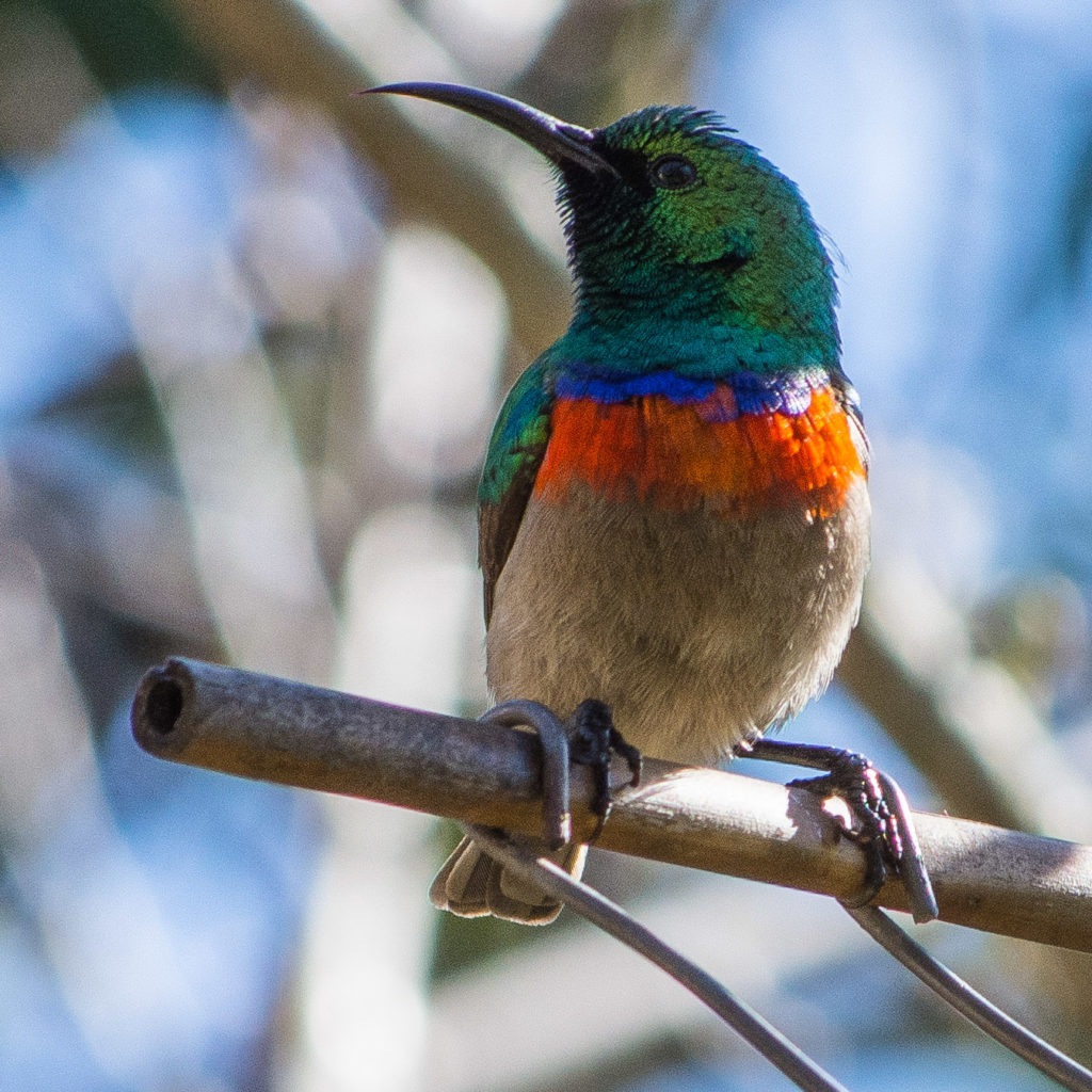 Southern double-collared sunbird, bird, male