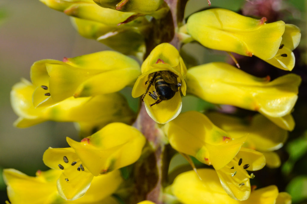 bee, close-up, erica, flower, insect, macro, yellow
