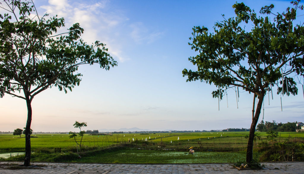 Hoi An, Vietnam, rice paddy