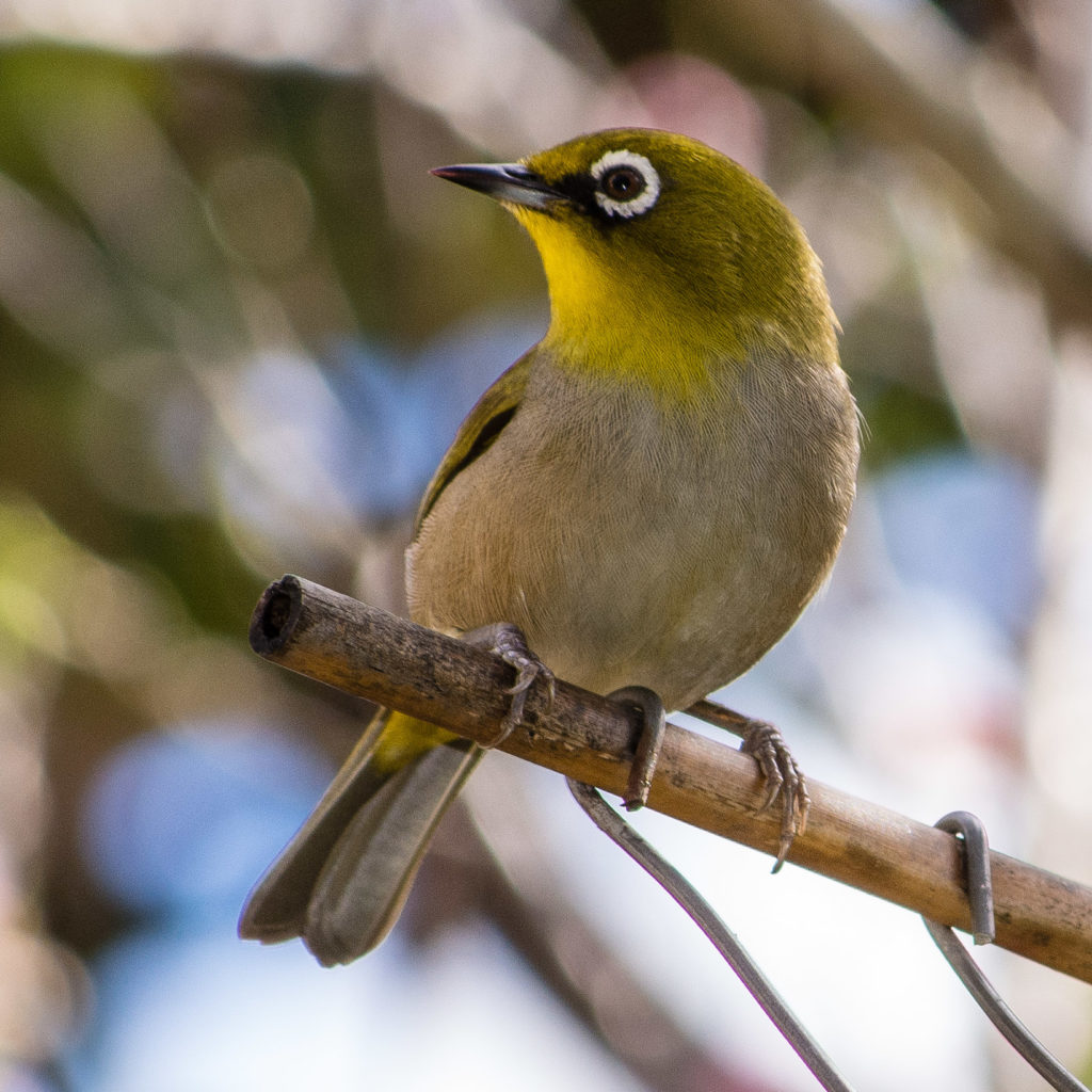 Cape Whiteeye, bird