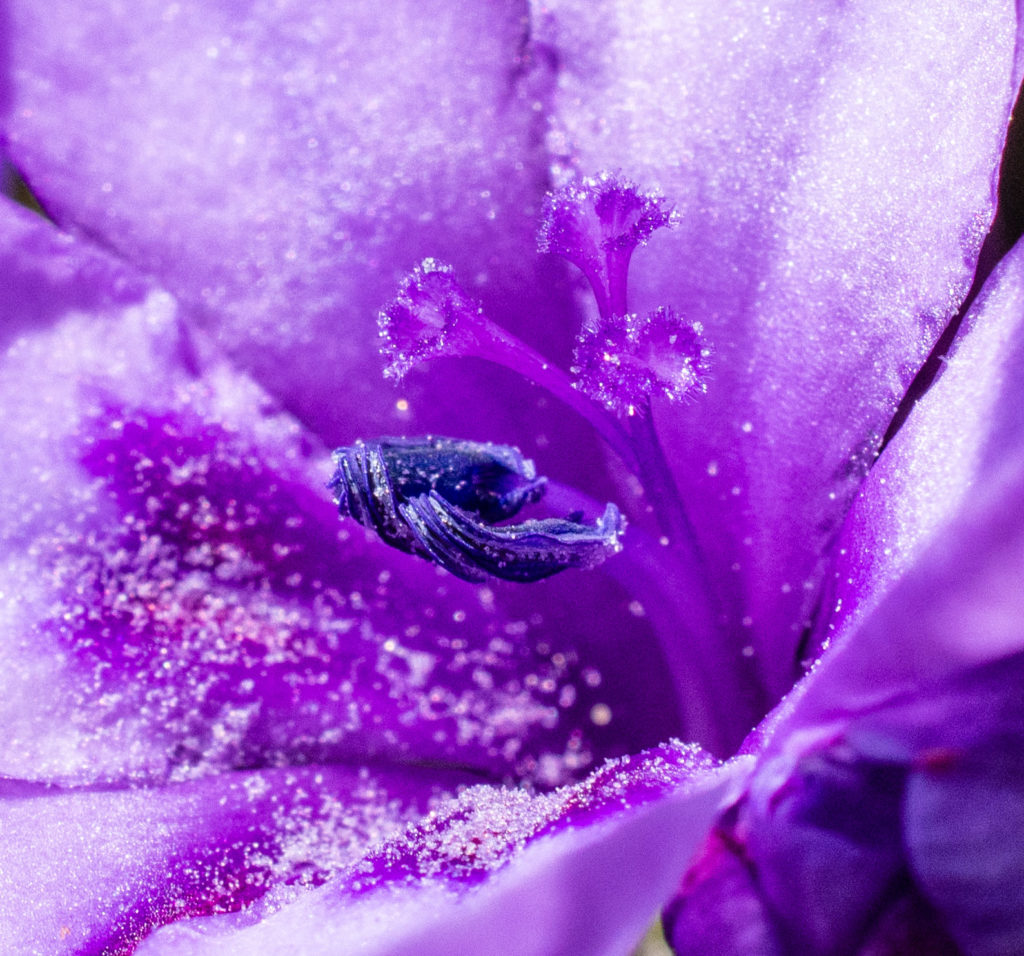 Babiana, anther, blue, bulb, close-up, flower, macro, pistil, purple, sparkle, stamen, stigma