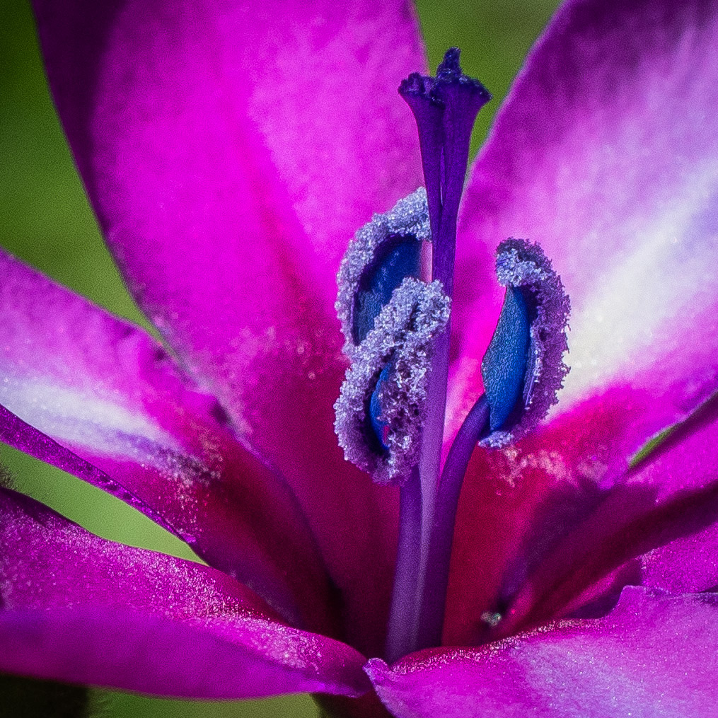 Babiana, anther, blue, bulb, close-up, flower, macro, pistil, purple, stamen, stigma