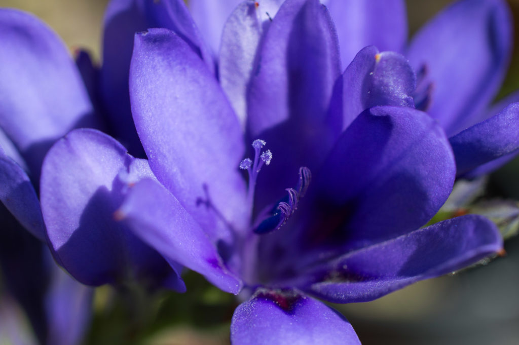 Babiana, Bobbejaantjie, blue, bulb, close-up, flower, macro