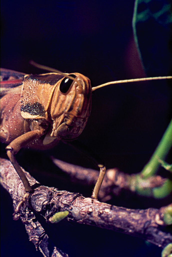 Constantia, Locust, close-up, insect, macro