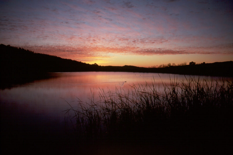 Stellenbosch, bird, lake, reeds, sunset
