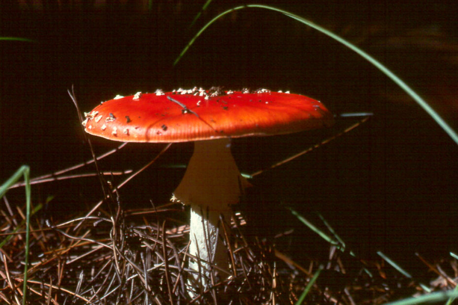 Fly Agaric, fungi, fungus, mushroom, red, sunlight