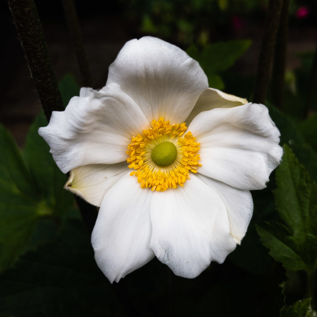 Japanese Anenome, flower, white, yellow