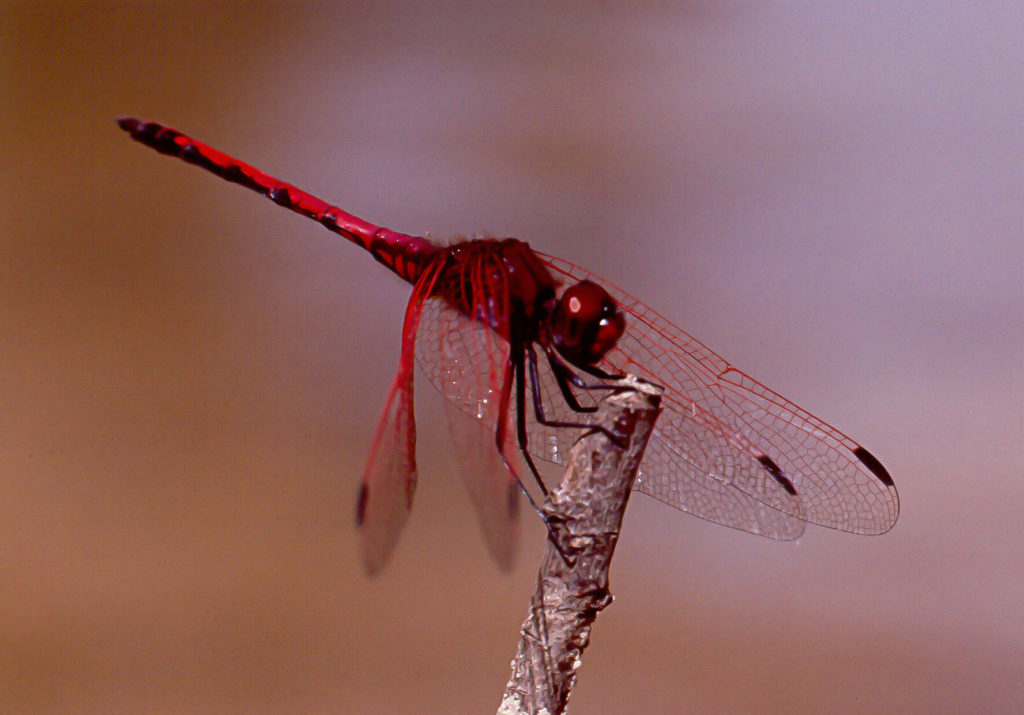 Greyton, branch, close-up, dragonfly, insect, macro, red, wing