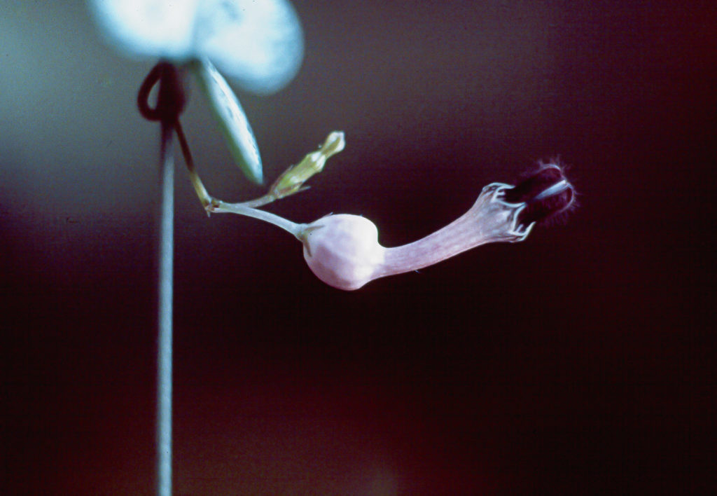 Coropegia Woodii, String of hearts, close-up, flower, macro, mauve, purple