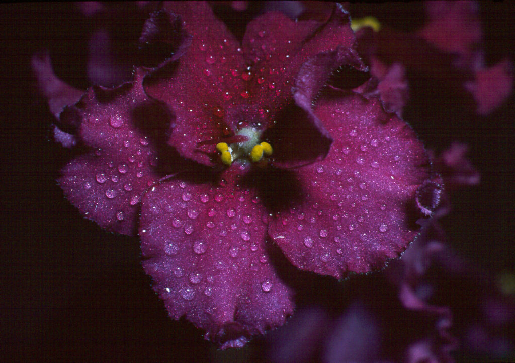 African violet, close-up, drops, flower, macro, water