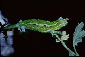 Chameleon, Dwarf chameleon, close-up, green, macro, moulting, reptile, shedding, skin