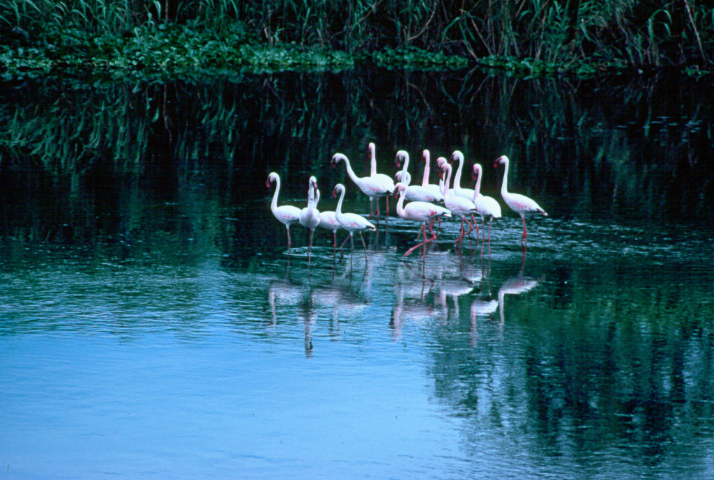 Black River, bird, flamingo, reflection, river, water