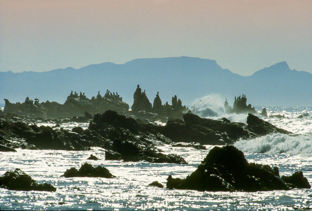 Table Mountain, bird, cormorant, haze, rocks, sea, silhouette, wave