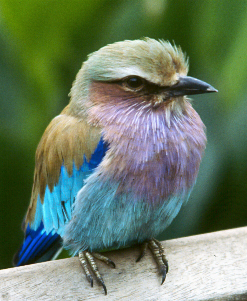 %IDENTIFY, bird, blue, close-up, lilac, macro, turquoise