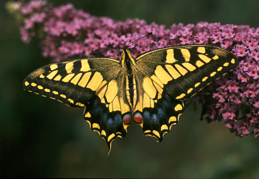 %IDENTIFY, butterfly, close-up, insect, macro, yellow