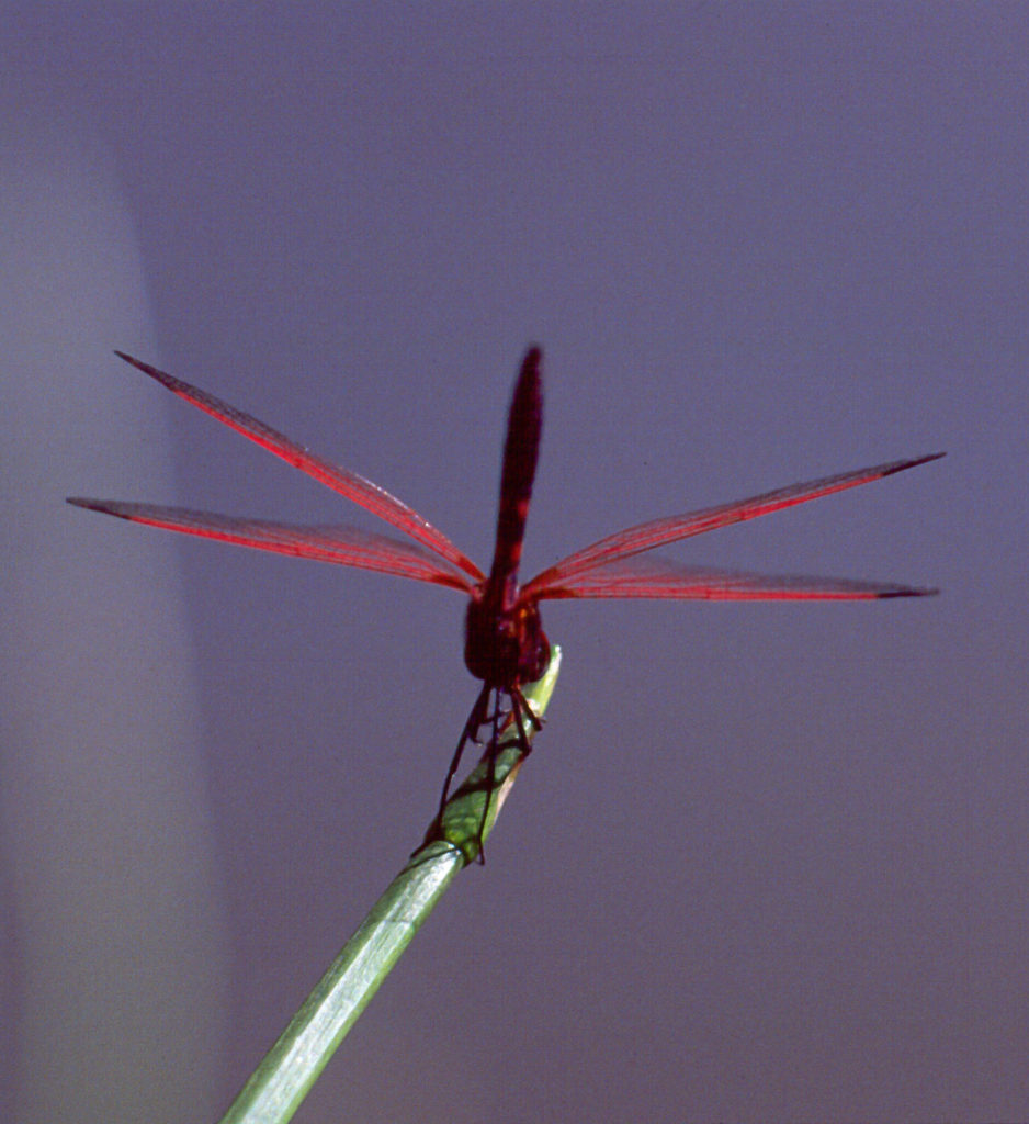 close-up, dragonfly, insect, macro, red, wing