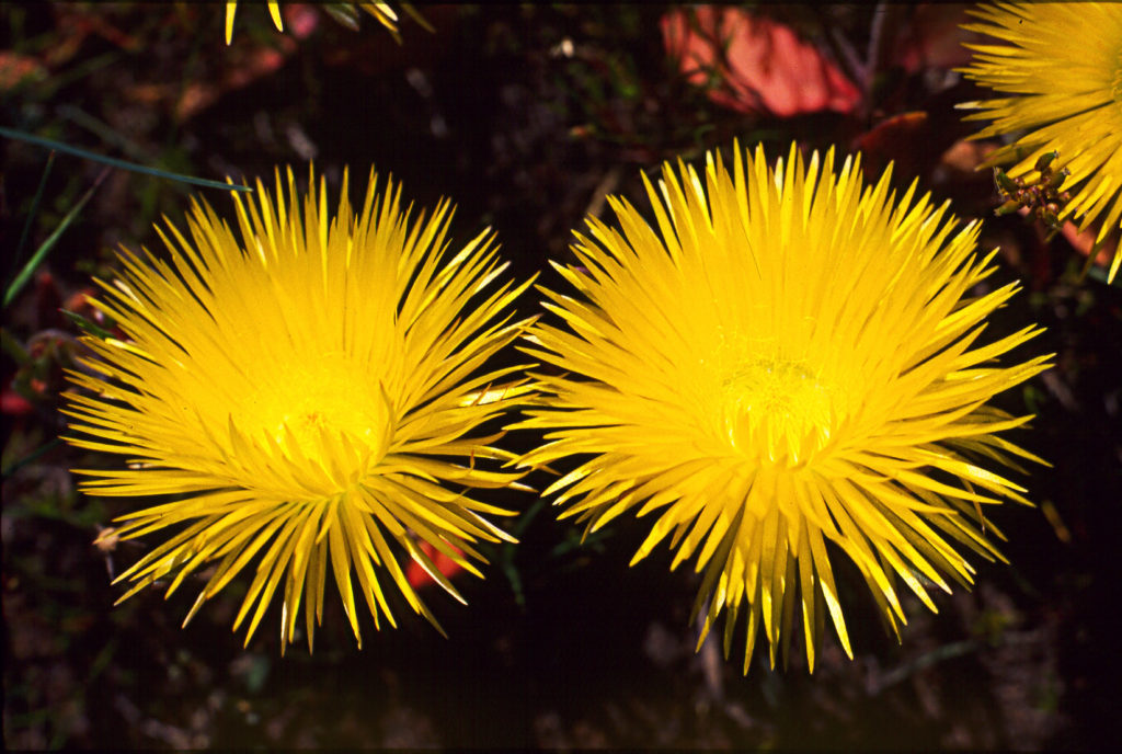 %IDENTIFY, anenome, flower, yellow