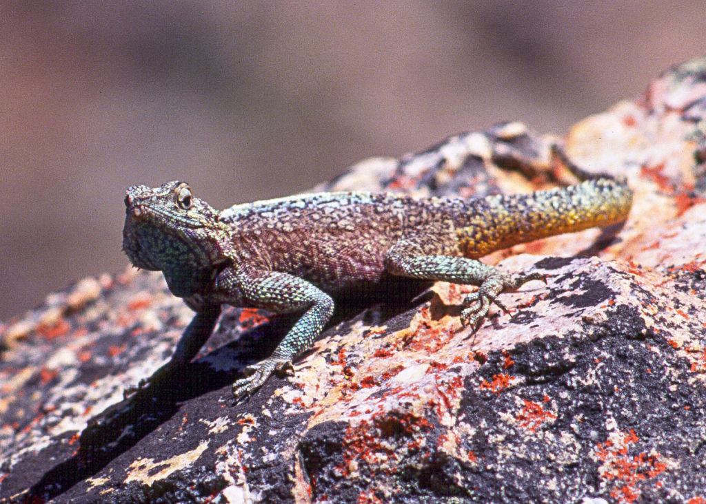 Agama lizard, lizard, reptile, rock