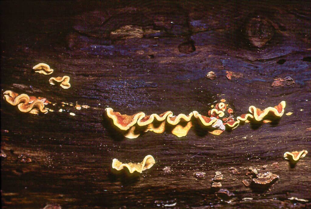 bracket fungus, brown, close-up, fungi, fungus, log, macro, tree