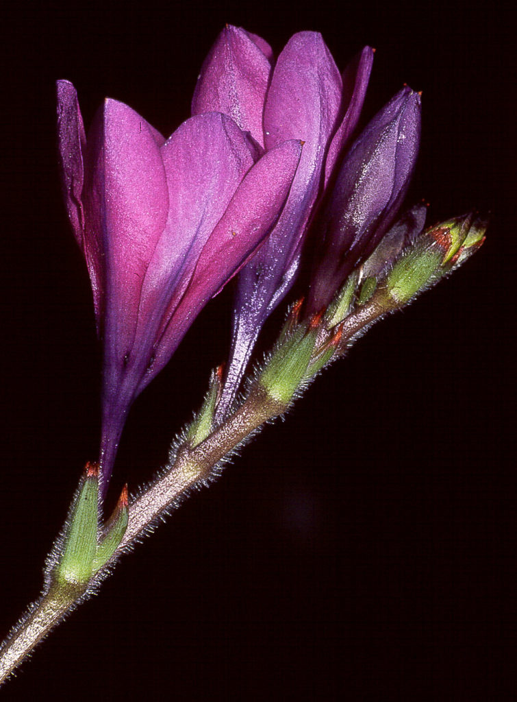 Babiana, bulb, close-up, flower, macro, purple