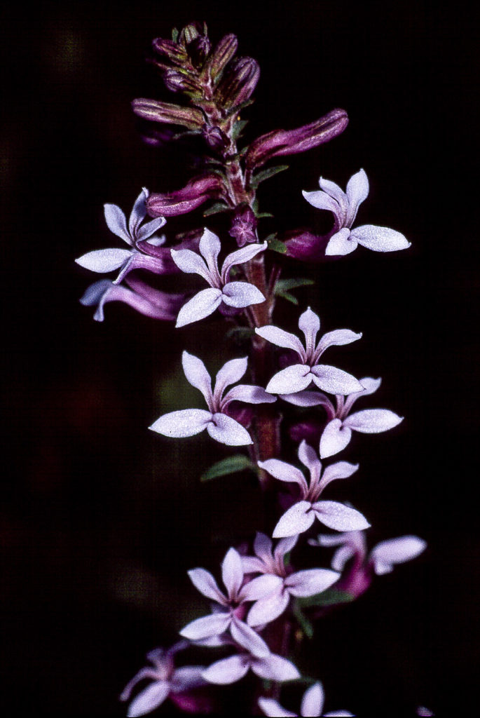 Larkspur Baroe, flower, lilac