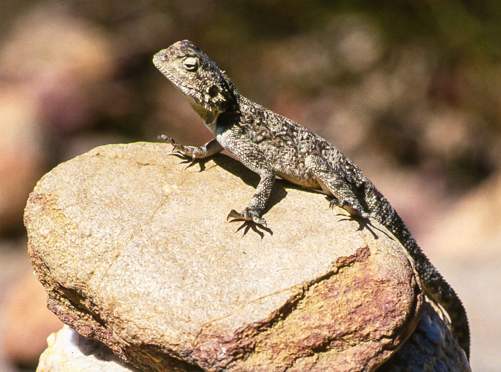 hot, lizard, reptile, rock, sunlight, telephoto