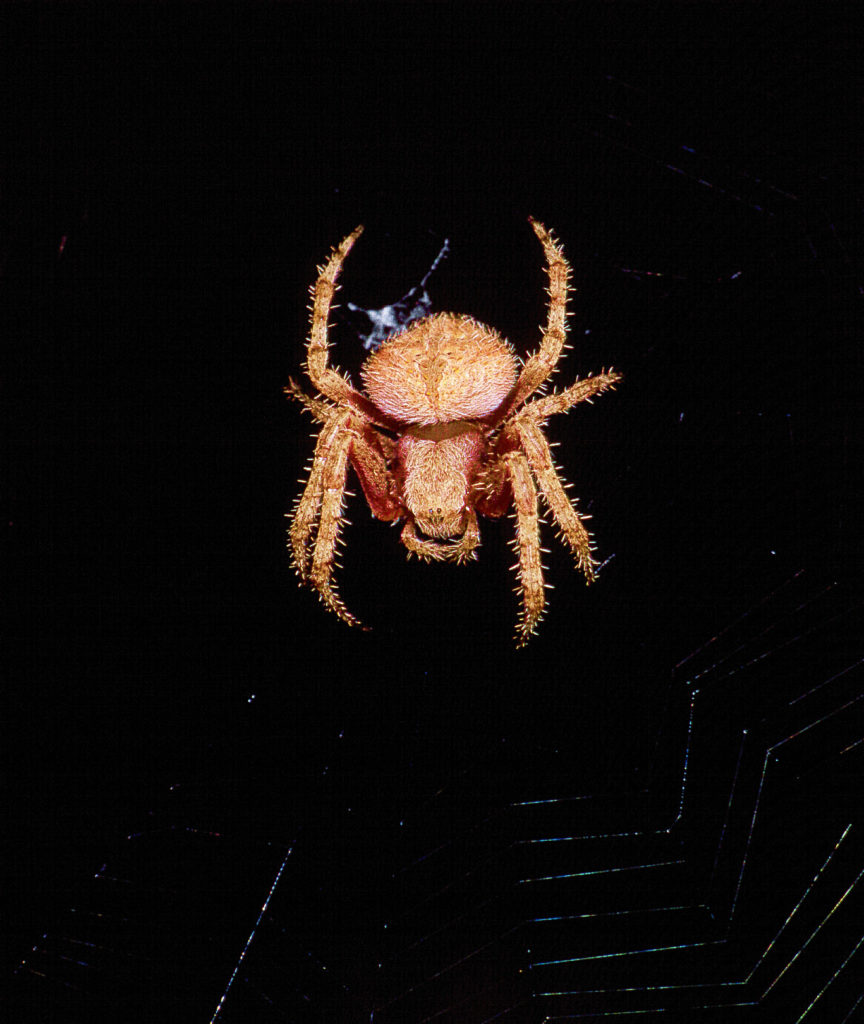 flash, insect, orange, spider, web