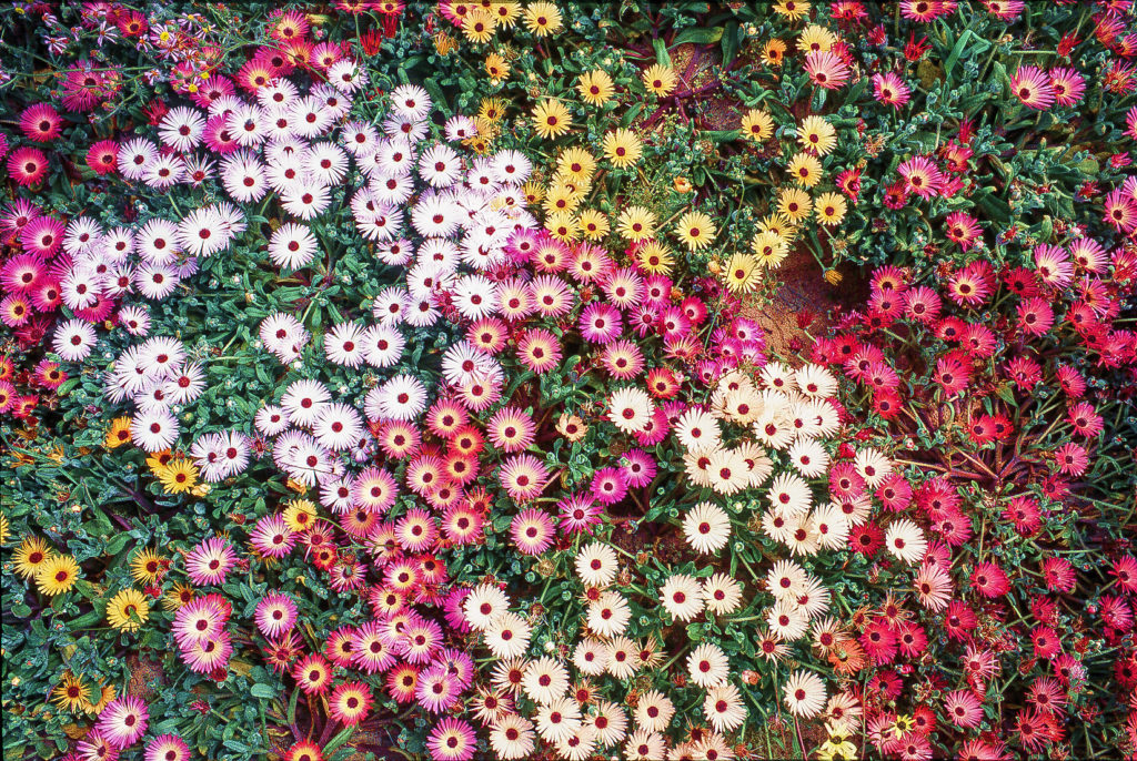 Posberg, Vygie, colours, cream, flower, pink, red, white, yellow