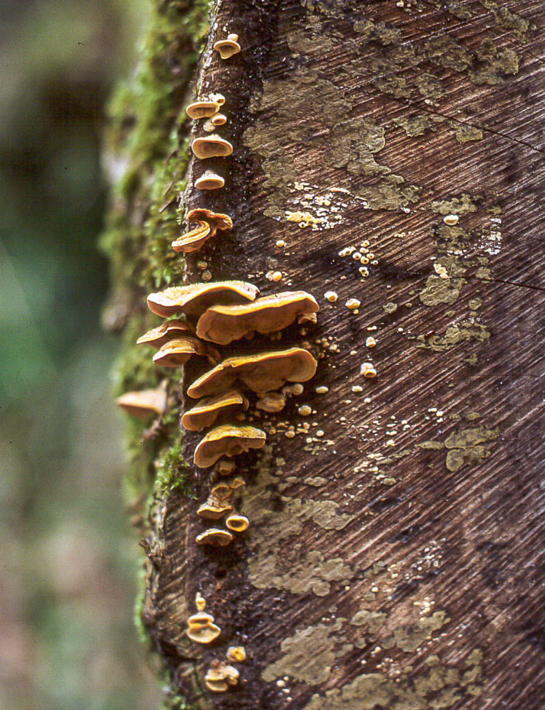 Knysna, close-up, fungi, fungus, macro, tree