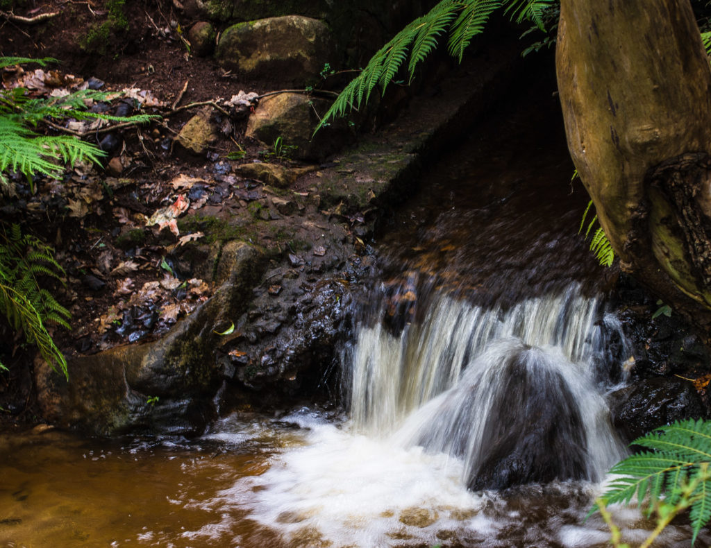 Klaasenbosch, cascade, fern, rock, water
