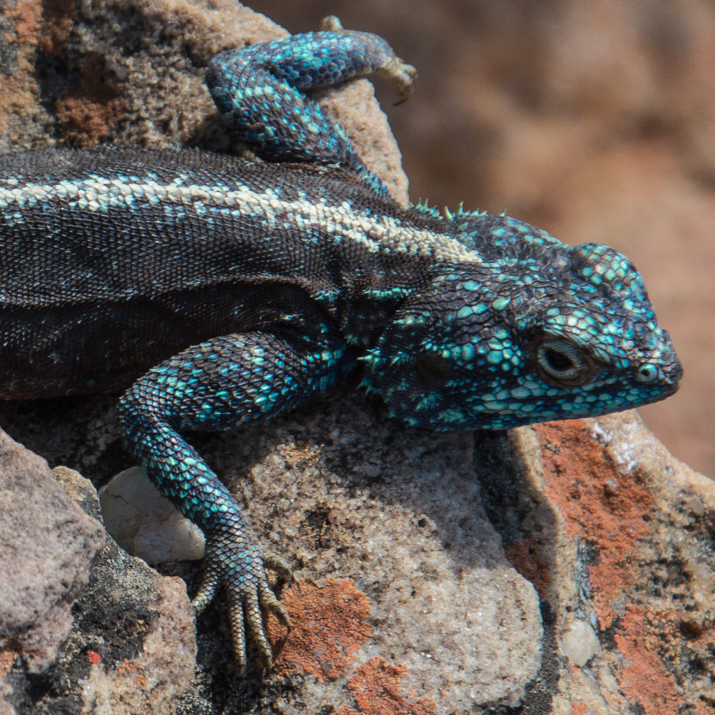 Agama lizard, Nieuwoudtville, blue, close-up, lizard, macro, reptile, rock, turquoise