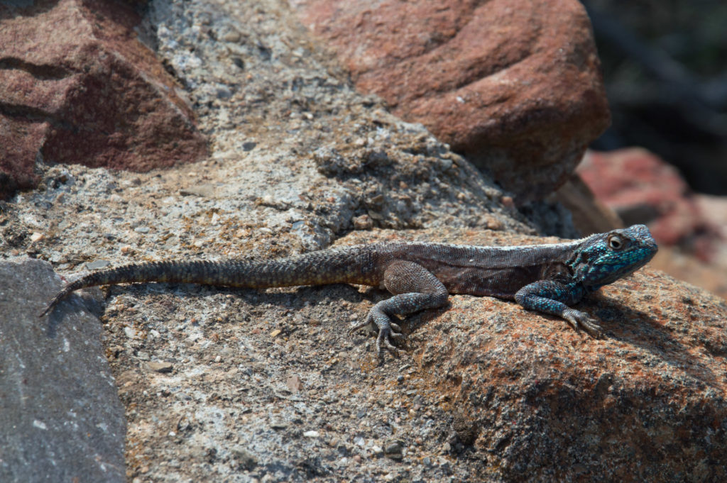 Agama lizard, Nieuwoudtville, blue, lizard, reptile, rock, turquoise
