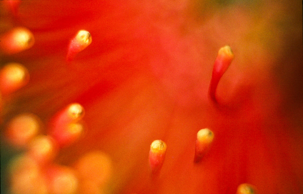 close-up, flower, macro, pin cushion protea, red, soft focus, yellow