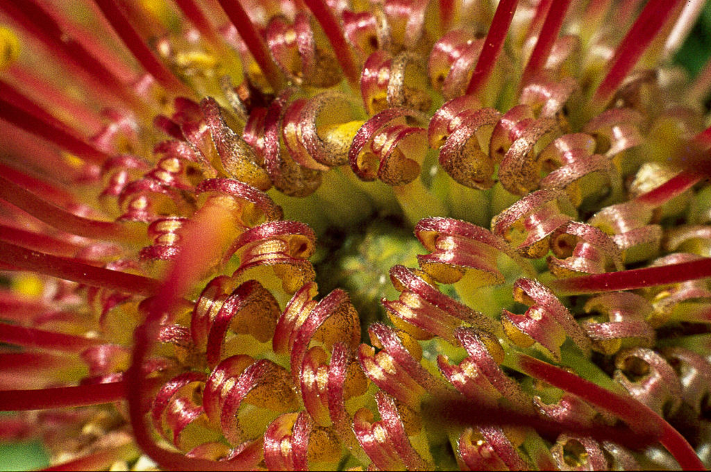 close-up, flower, macro, pin cushion protea, red
